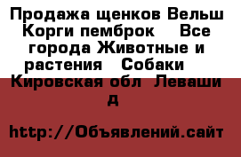 Продажа щенков Вельш Корги пемброк  - Все города Животные и растения » Собаки   . Кировская обл.,Леваши д.